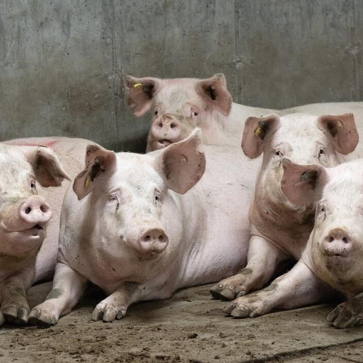 Quebec pork farmers reeling as a 'perfect storm' creates economic crisis